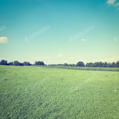 Preview: Meadow And Plantation Of Corn In Southern Bavaria, Germany, Instagram Effect