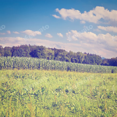 Preview: Plantation Of Fodder Corn In Southern Bavaria, Germany, Instagram Effect