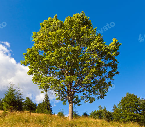 Preview: Summer Mountain Landscape With Lonely Tree On Sky Background