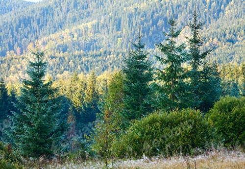 Visualização: Morning Misty Autumn Mountain Landscape With Poplar Seed Tufts On Grass .