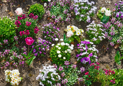 Preview: Blossoming Varicolored Spring Flowerbed (Red Tulip, Purple Viola Tricolor Flowers, White Primula)