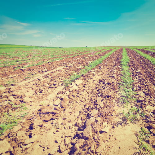 Preview: Rows Of Fresh Young Green Seedling In Israel, Instagram Effect