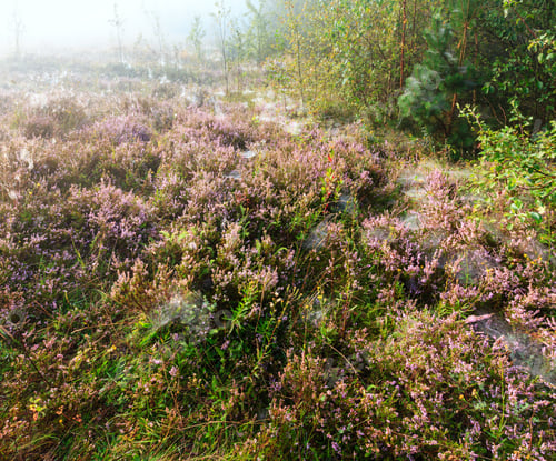 Preview: Early Misty Morning Dew Drops On Wild Mountain Grassy Meadow With Wild Lilac Heather Flowers And