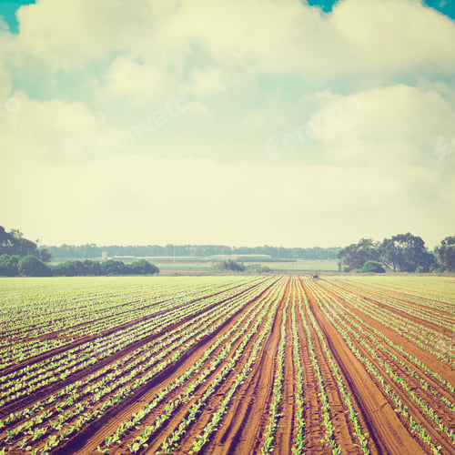 Preview: Rows Of Fresh Young Green Seedling In Portugal, Instagram Effect