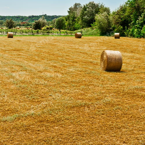Preview: Landscape With Many Hay Bales And Vineyard In Italy