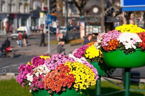 Preview: Flower Arrangement On Street In Historical Centre Of Lvov-City (Ukraine). People Faces And Street
