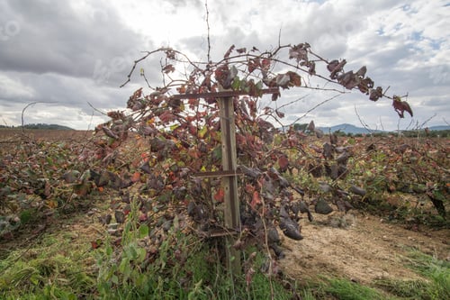 Preview: Autumn Vineyards And Cellars In Fontanars Dels Alforins And Moixent Valencia Province Spain