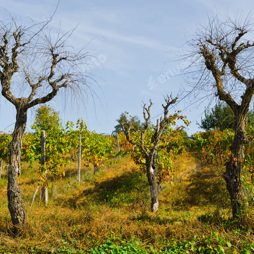 Preview: Hill Of Tuscany With Vineyard In The Chianti Region
