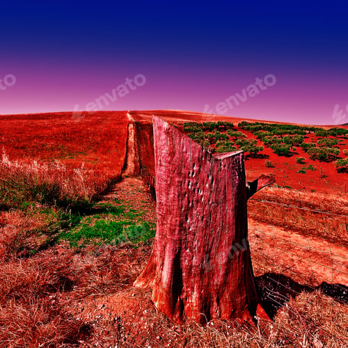 Preview: The Tree Stump In Front Of Olive Groves Among Wheat Fields Of Sicily In Italy At Sunset