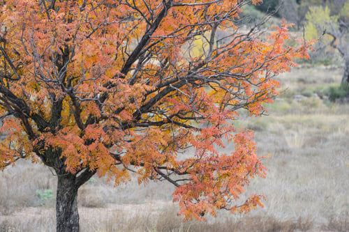 Preview: Autumn In Gudar Mountains Teruel Aragon Spain