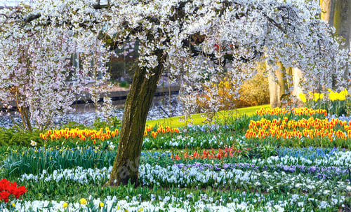 Preview: Blossoming White Trees, Varicolored Tulips, Yellow Narcissus And White Crocus In Spring Park.