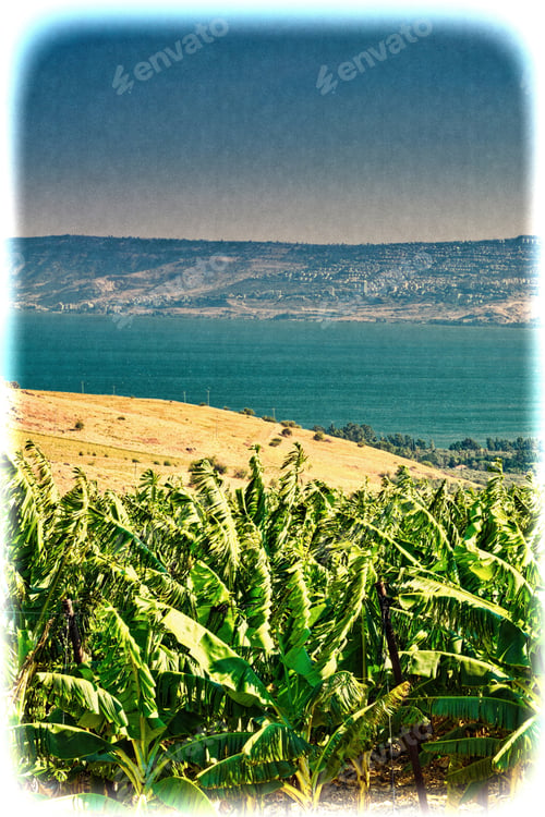 Preview: Banana Plantation On The Golan Heights Near Kinneret In Israel. Banana Plantation On The Bank Of