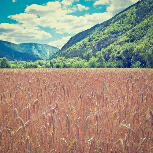 Preview: Wheat Field In The French Alps On A Cloudy Day, Instagram Effect