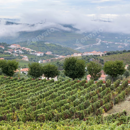 Preview: Vineyards Of The River Douro Region In Portugal. Viticulture In The Portuguese Village