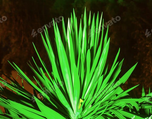 Preview: Illuminated In Green Palm Tree On Night Sky Background.