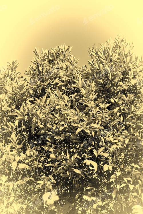 Preview: Orange On The Tree Ready For Harvests In Portugal, Stylized Photo