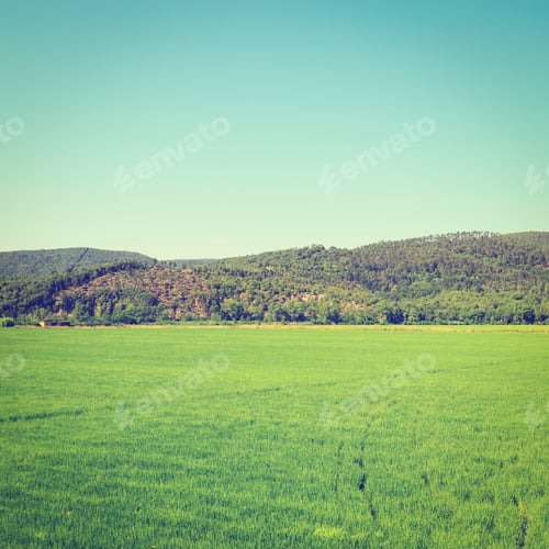 Preview: Green Paddy Field Between Hills Of Tascana, Instagram Effect