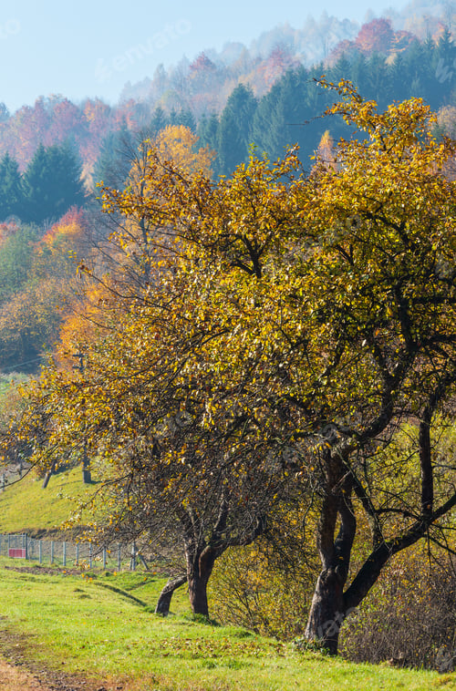 Preview: Autumn Carpathian Mountains Landscape With Multicolored Trees On Slope (Rakhiv District