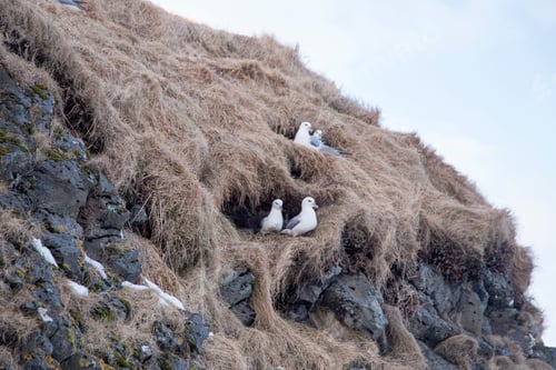 Preview: Seagulls On Rocks At Harbour Hellnar Village Snaefellsnes Peninsule West Of Iceland In Winter