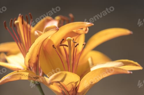 Preview: Orange Lilium Flowers