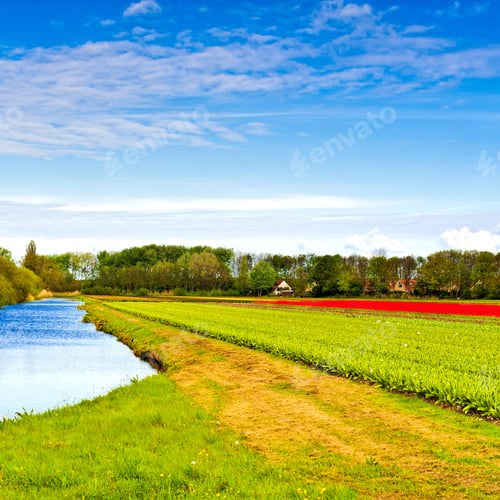 Preview: Fields Of Blooming Tulip Flowers In Nethrlands. Assorted Flowers In A Dutch Spring Garden Near The