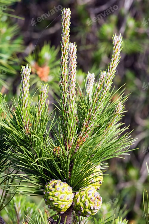 Preview: Pine Twig Closeup With Green Cones.