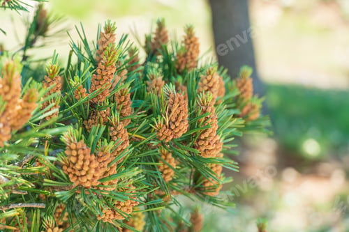 Preview: Pine Flowers Are Getting The Shape Of Pine Cones In Late Spring