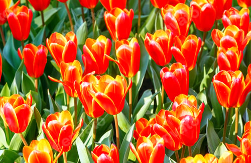 Preview: Beautiful Red-Yellow Tulips (Macro) In Spring Park. Nature Background.