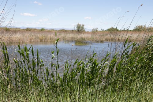 Preview: Wetland In Peniscola Castellon Province Spain