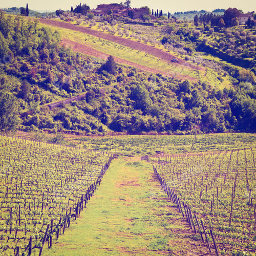 Preview: Hill Of Tuscany With Vineyard In The Chianti Region, Instagram Effect