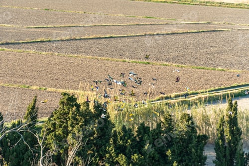 Preview: Sueca Valencia Spain On March 7, 2020: Group Of Doves Flying Competing In The Art Of The