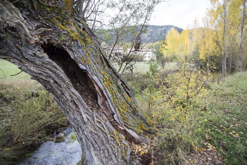 Preview: Autumn Landscape With Yellow Leaves Gudar Mountains Teruel Aragon Spain