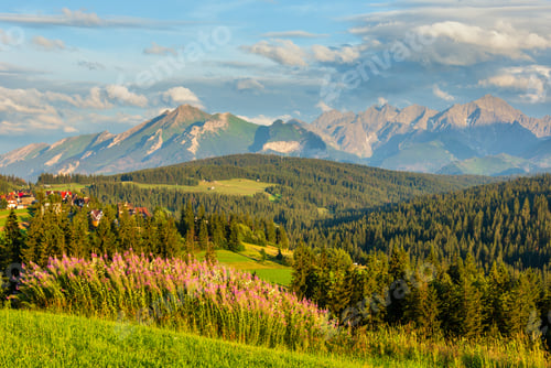 Preview: Summer Evening Mountain Village Outskirts With Pink Flowers In Front And Tatra Range Behind