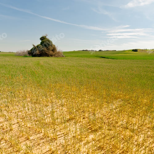 Preview: Wheat Field After Drought In Israel