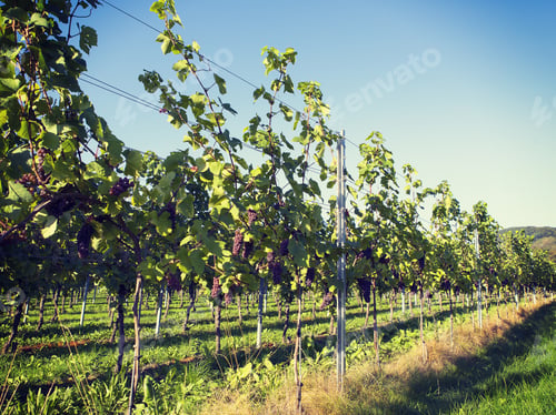 Preview: Wineyards In The Area Of Mosel In Germany. Image Taken During A Sunny Day In The Autumn Time. It'S