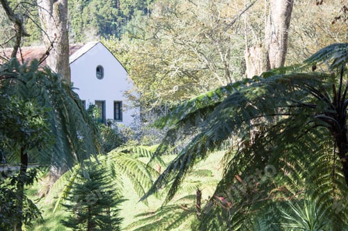 Preview: Vegetation In Terra Nostra Park Furnas Sao Miguel Island Azores Portugal