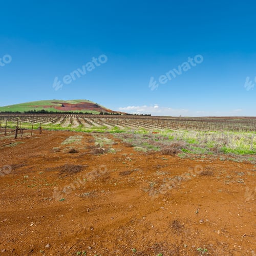 Preview: Rows Of Vines On The Field In Golan Heights, Early Spring