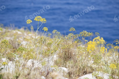 Preview: San Antonio Cape In Alicante Province Spain