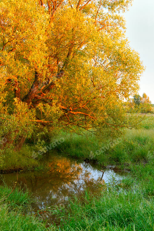 Preview: Willow Tree And Brook On Evening Summer Meadow