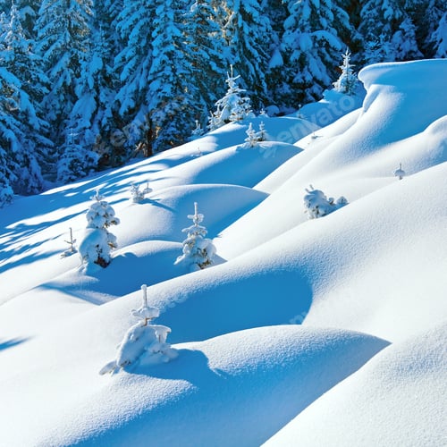 Preview: Snowdrifts On Winter Snow Covered Mountainside And Fir Trees On Hill Top