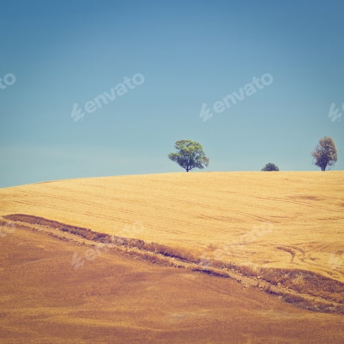 Preview: Wheat Fields On The Hills Of Sicily, Retro Effect