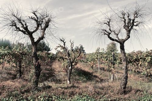 Preview: Hill Of Tuscany With Vineyard In The Chianti Region, Vintage Style Toned Picture