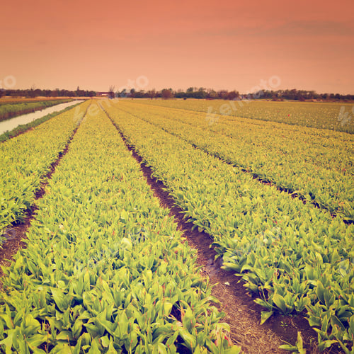 Preview: Irrigation Canal Between Fields Of Tulips In Netherlands, Retro Effect