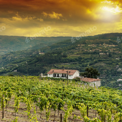Preview: Vineyards Of The River Douro Region In Portugal. Viticulture In The Portuguese Village. Gorgeous