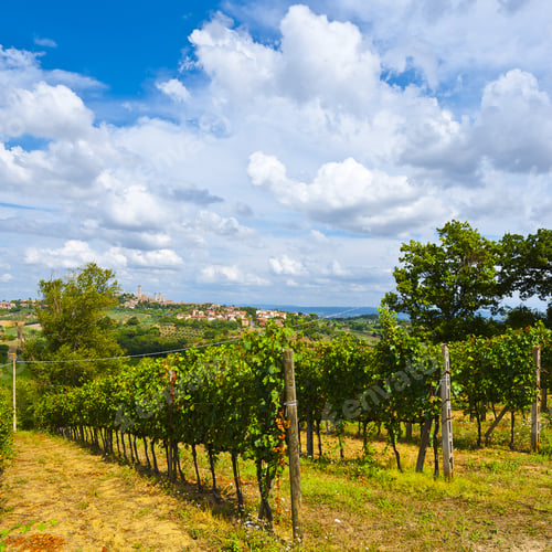 Preview: Vineyard With Ripe Grapes In The Autumn On The Background Of Medieval Italian City
