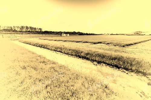 Preview: Fields Of Blooming Tulip Flowers In Nethrlands. Assorted Flowers In A Dutch Spring Garden Near The