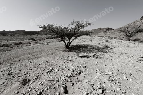 Preview: Life In A Lifeless Infinity Of The Negev Desert In Israel. Breathtaking Landscape And Nature Of The