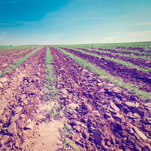 Preview: Rows Of Fresh Young Green Seedling In Israel, Instagram Effect