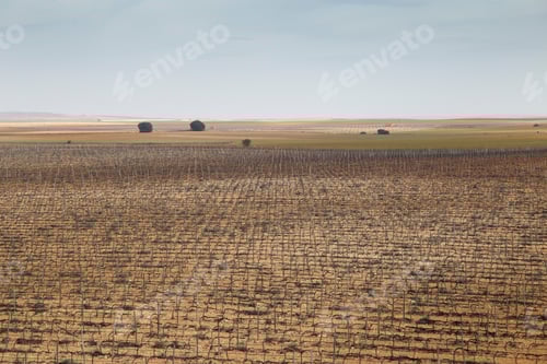 Preview: Winter Vineyards In La Mancha Spain