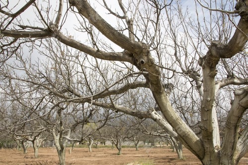 Preview: Tree Plantation In Mariola Mountains Alicante Spain